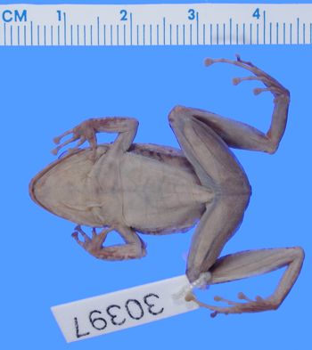 Media type: image; Herpetology A-30397